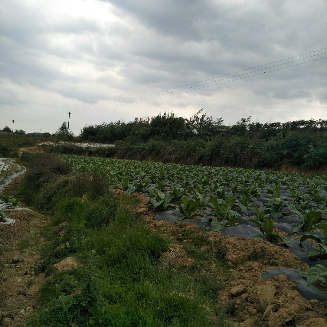 洛贵村最新天气预报