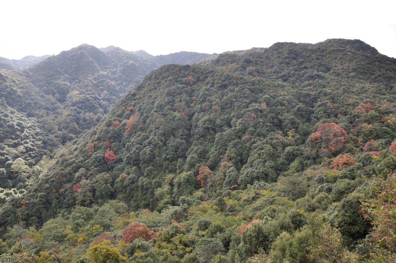 镇沅彝族哈尼族拉祜族自治县市场监督管理局最新发展规划