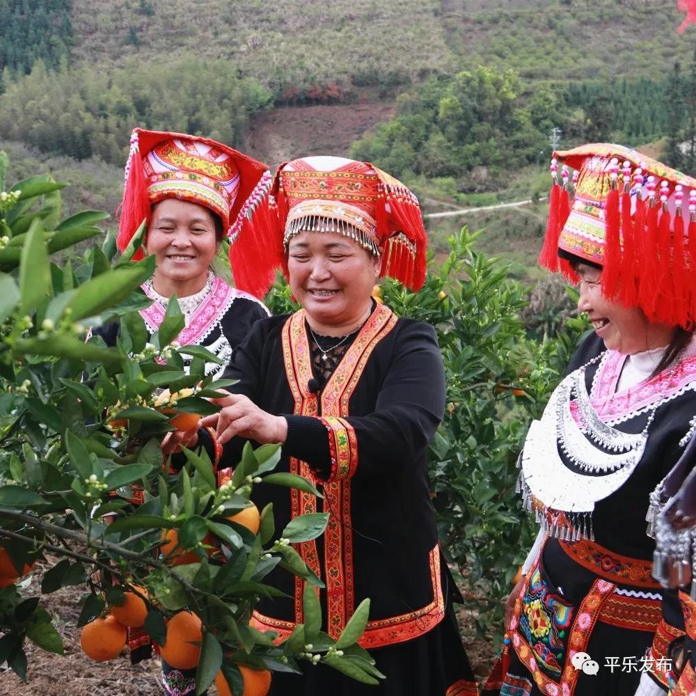 大发瑶族乡最新天气预报