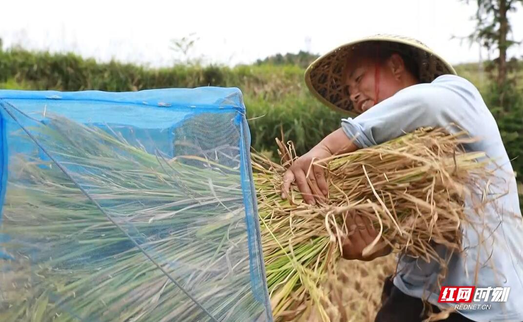 腊尔山镇最新新闻