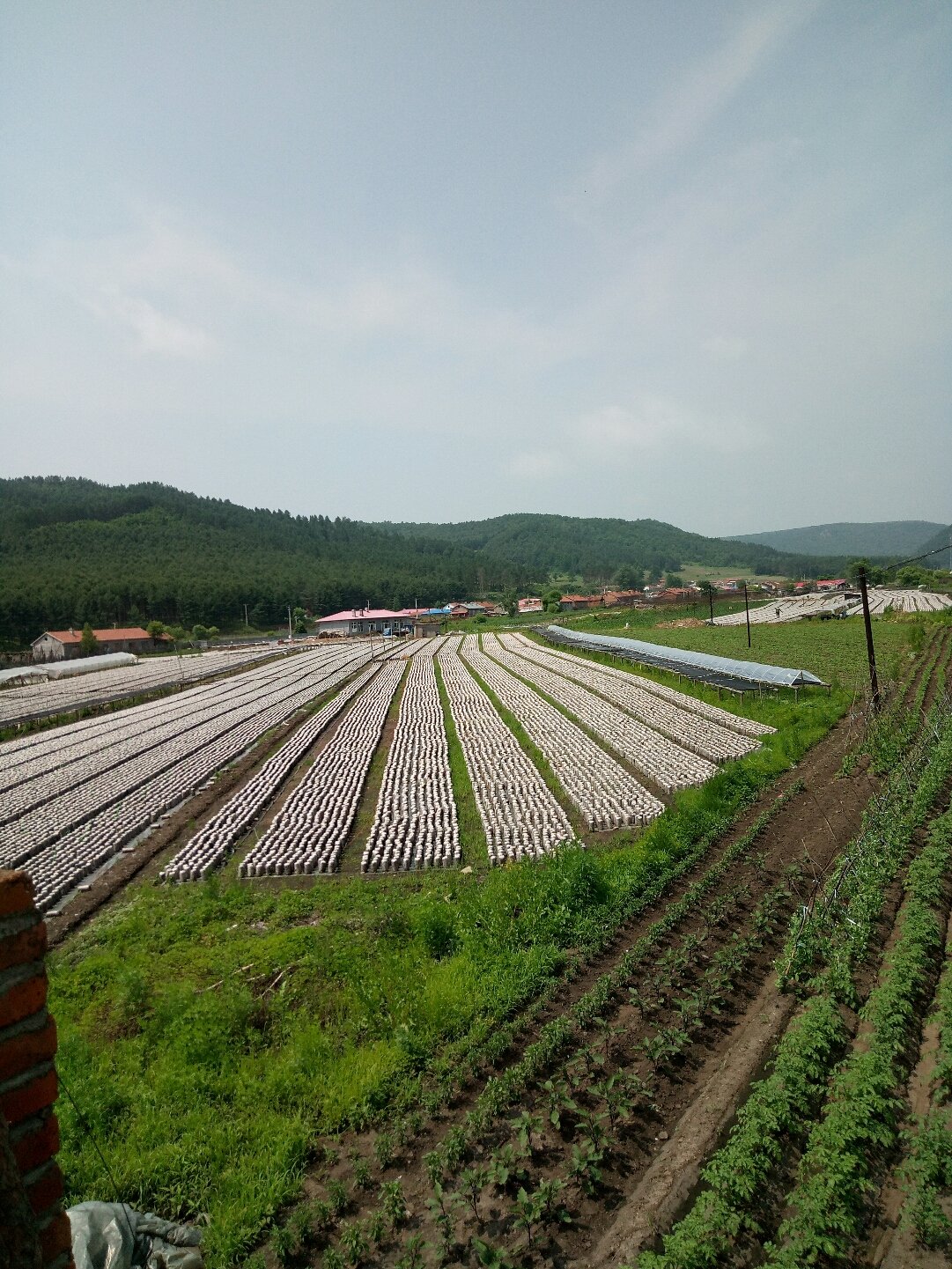 林东镇最新天气预报