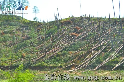 翠峰林场最新天气预报