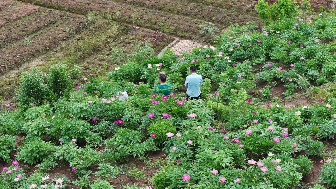 芍药山乡 最新项目